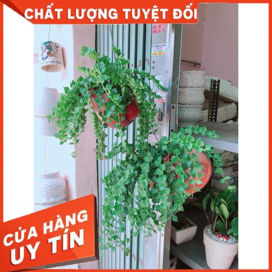 Chậu lá tim Nhiều Người Mua