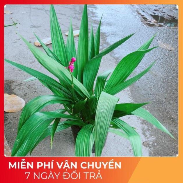 Chu Đỉnh Lan