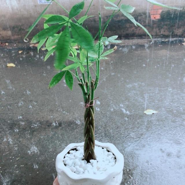 Chậu Kim Ngân 5 Thân