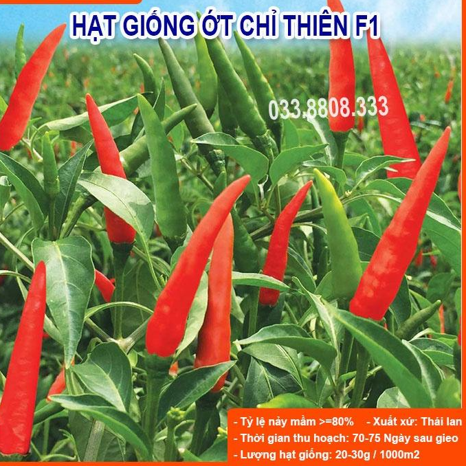 Hạt Giống ỚT CHỈ THIÊN Rất Cay - Nảy mầm tốt 1Gram
