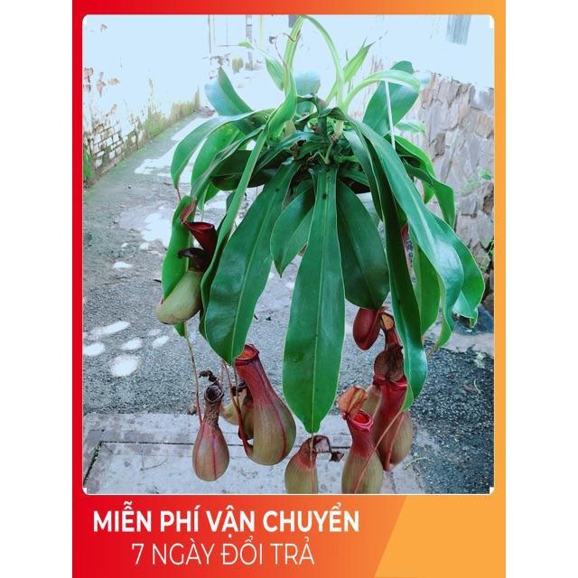 Chậu Cây Nắp Ấm Size Đại