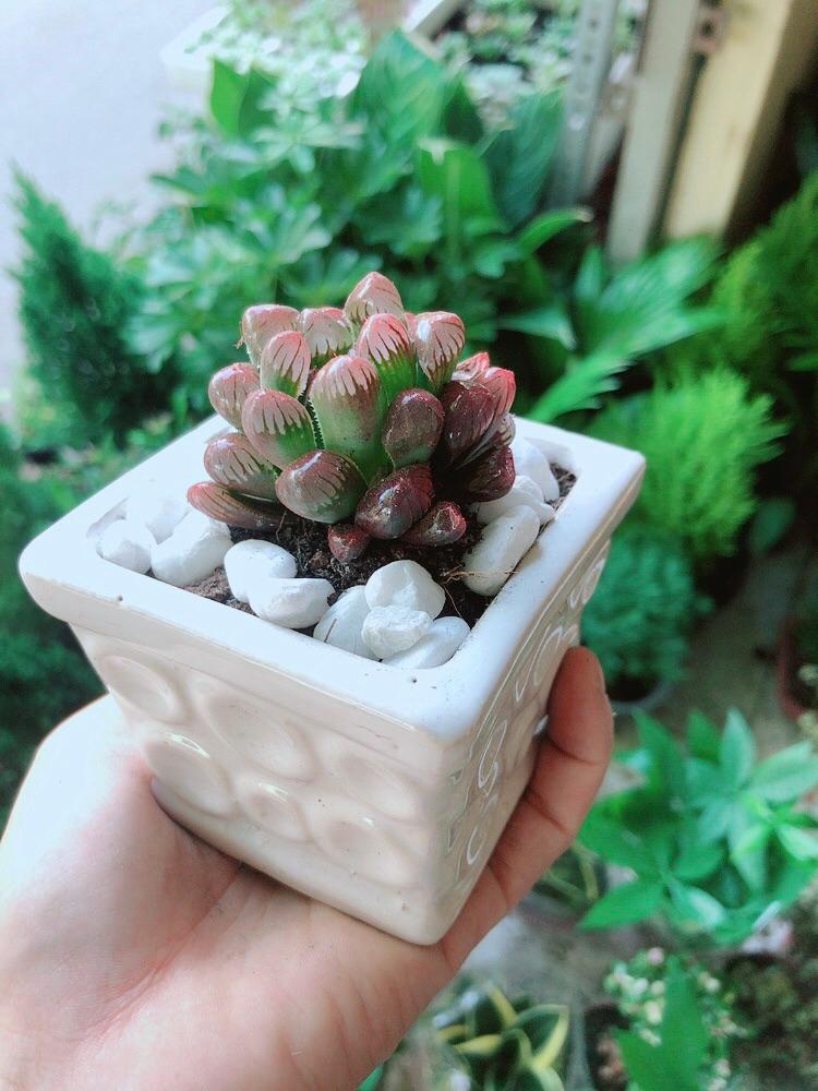 Chậu Cây Kim Cương Đỏ