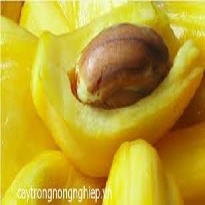 CÂY GIỐNG MÍT TA CAO 40-60CM