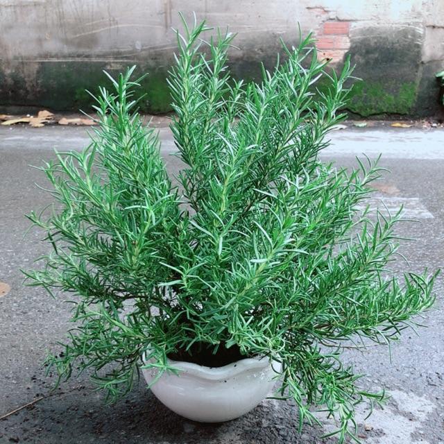 Chậu Hương Thảo Lớn