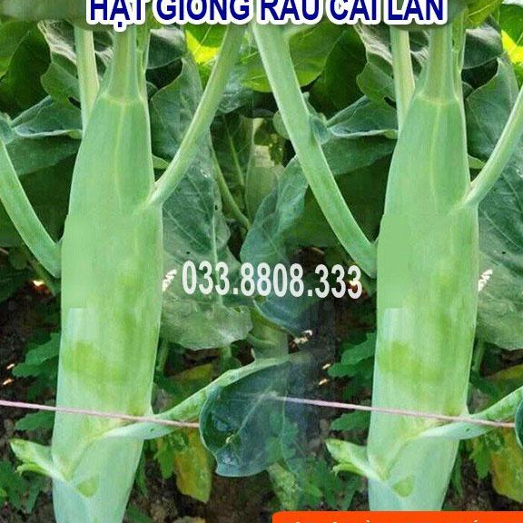 Hạt Giống Rau Cải Làn -Trồng Rau Tại Nhà