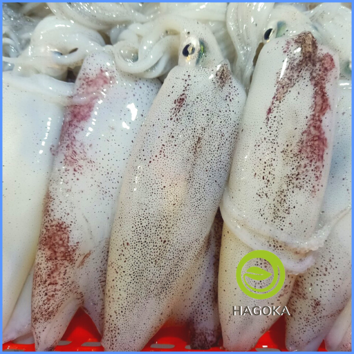 500gr MỰC ỐNG LAO