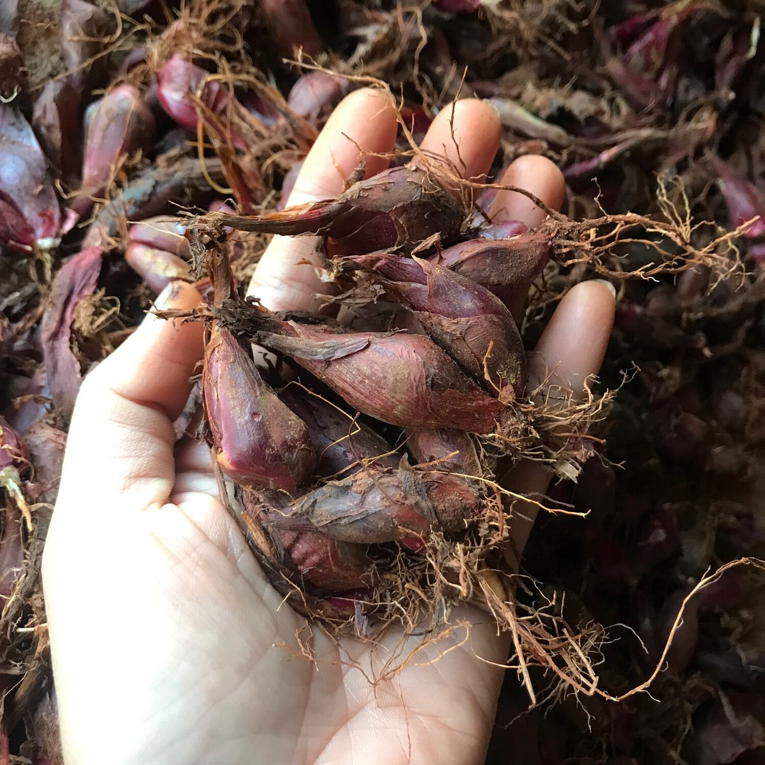 Sâm Đại Hành Giống Củ Tươi 100CỦ