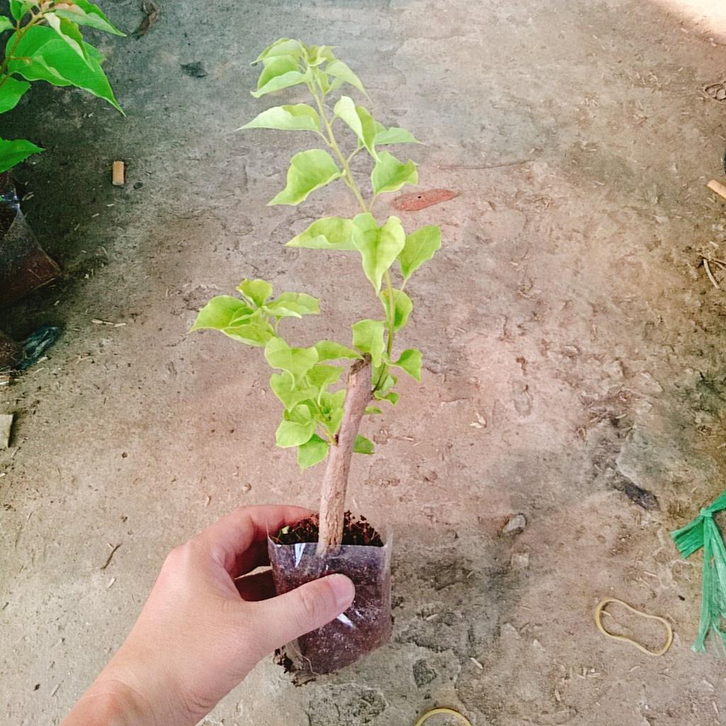 Cây Hoa Giấy Ngũ Sắc (Chuẩn đẹp 100%) - cây cảnh để bàn + tặng phân bón cho cây