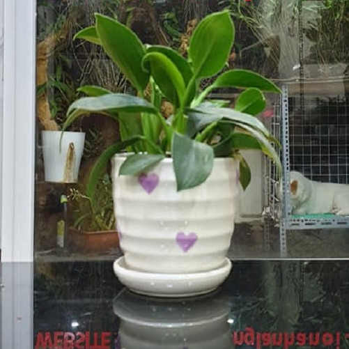 Cây Trầu Bà Đế Vương Xanh