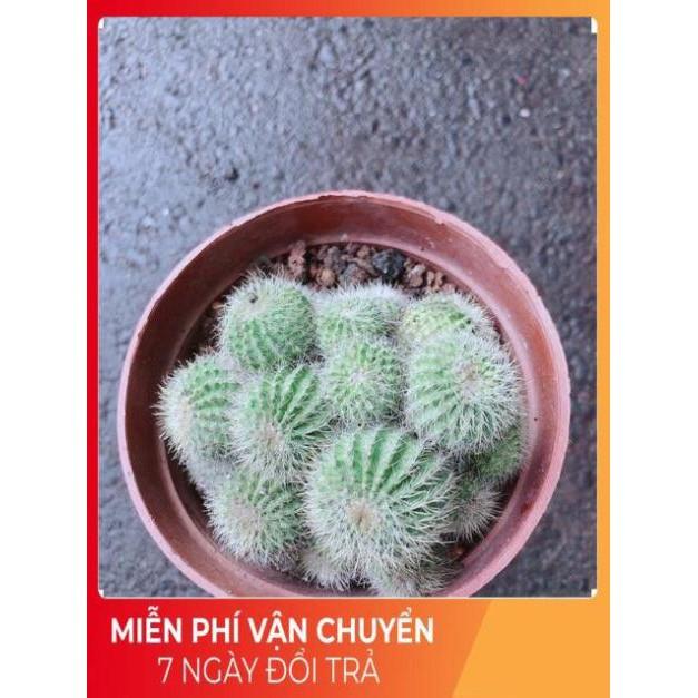 Xương Rồng Bụi Khế