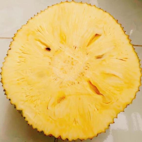 Cây giống mít không hạt, giống mít thái không hạt ngon, ngọt