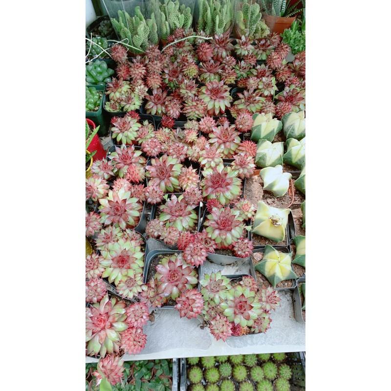 Sen Đá Phật Bà Đỏ