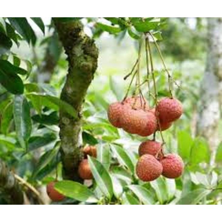 Cây giống vải không hạt chuẩn giống