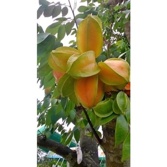Cây giống khế ngọt