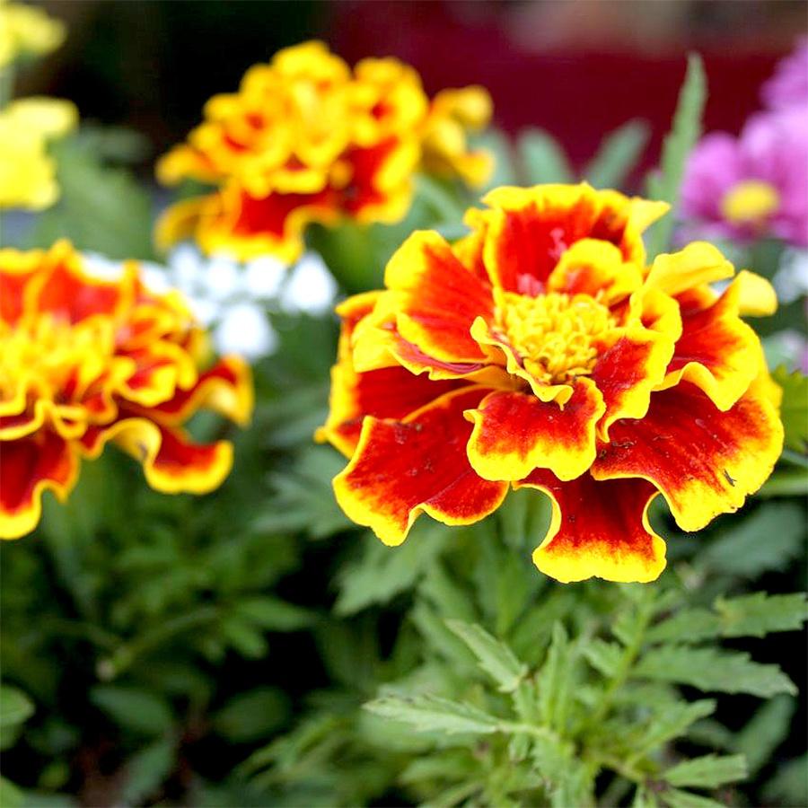 Hạt giống hoa Vạn Thọ lửa- gói 50 hạt