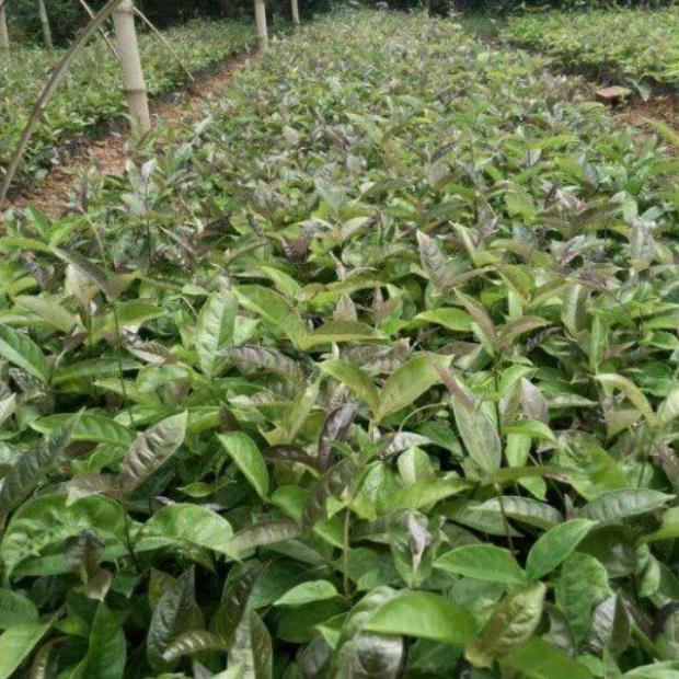 COMBO 2 CÂY GIỐNG BA KÍCH TÍM XỊN