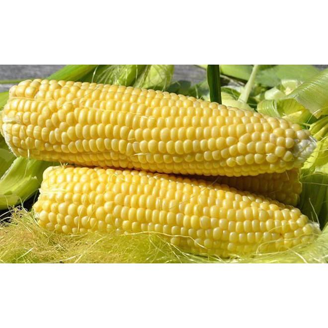 Hạt Giống Ngô Ngọt Thái