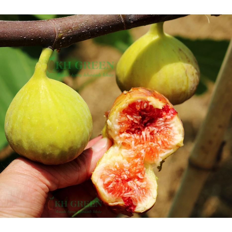 Giống Sung sọc Xanh Vàng