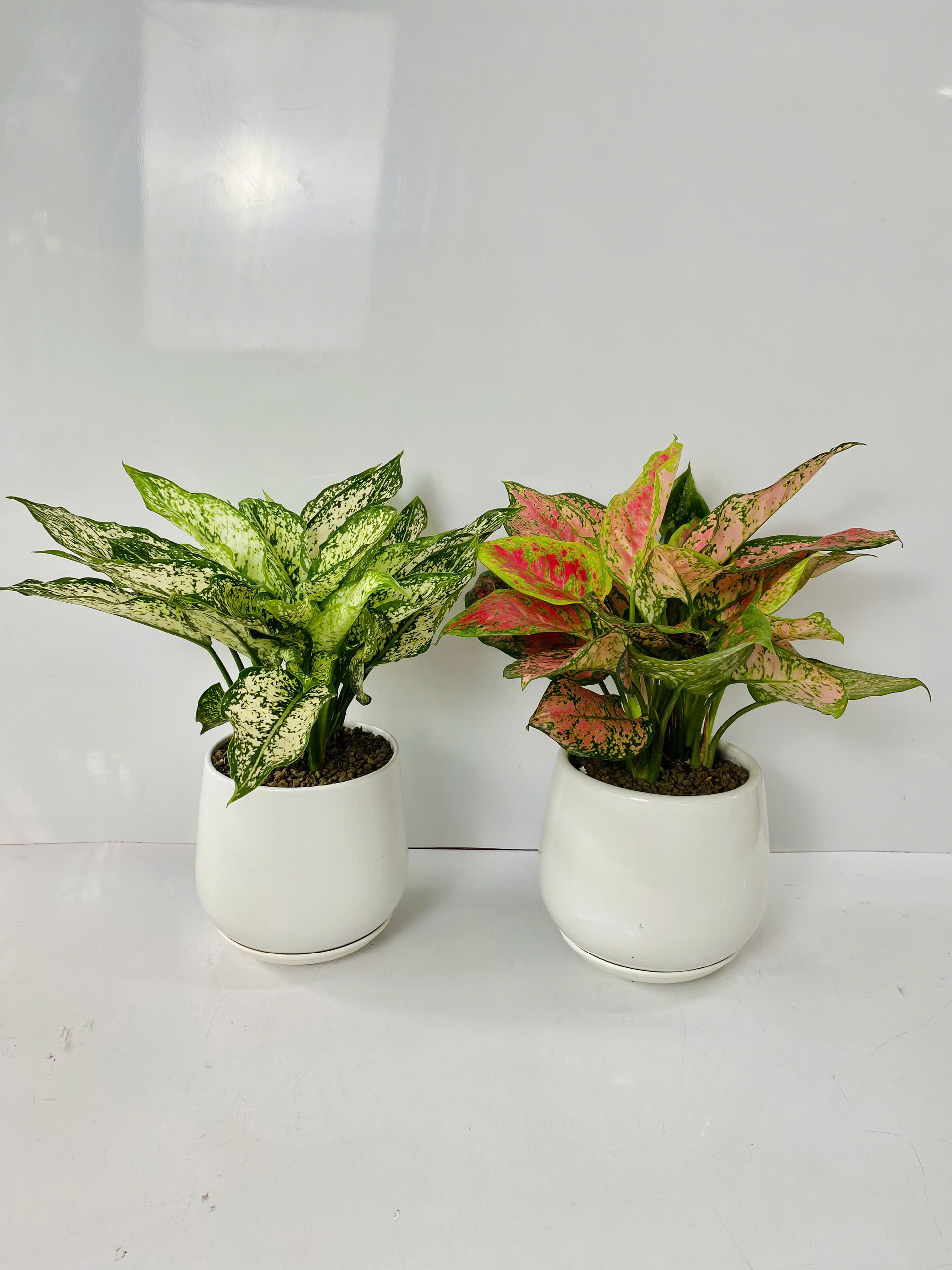 Chậu Cây Để Bàn Nhỏ Văn Phòng (1 bộ chậu và Cây Vạn Lộc Đỏ) cây trong nhà trang trí may mắn