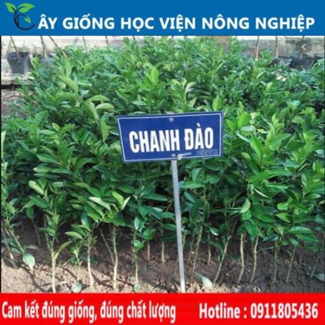 Sản phẩm Cây Ăn Trái cây giống chanh đào siêu trái