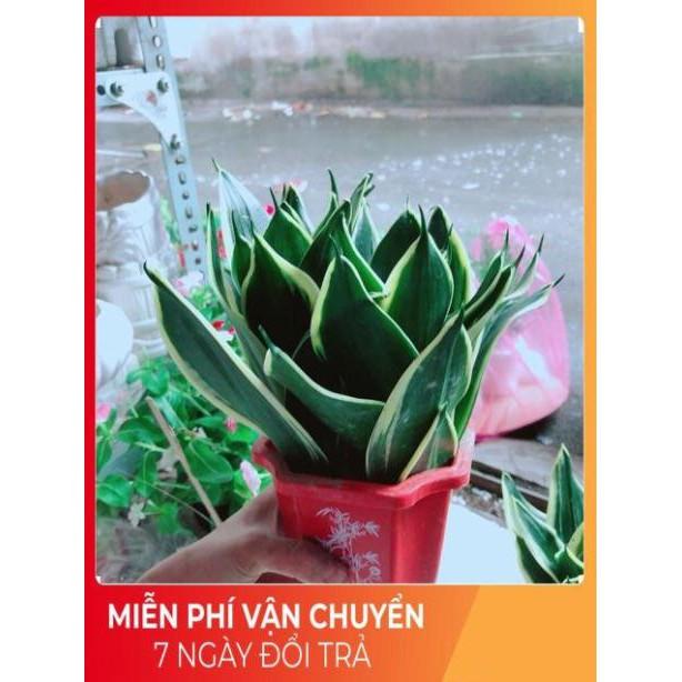 Chậu Lưỡi Hổ Thái Xanh