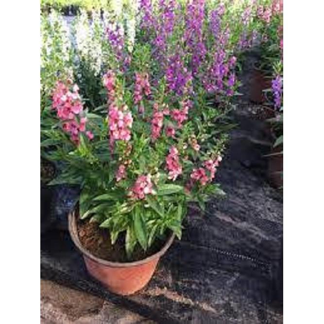CHẬU HOA VIOLET NHẬT ĐỦ MÀU, HOA QUANH NĂM SIÊU ĐẸP