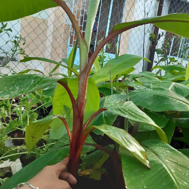 CÂY GIỐNG CHUỐI TÂY ĐỎ DACCA