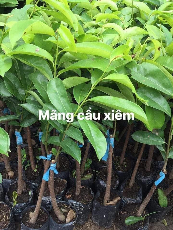 Cây giống Mãng cầu xiêm Thái