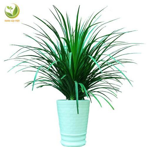 CHẬU CÂY PHÁT TÀI NÚI SIÊU ĐẸP, MANG LẠI MAY MẮN- VƯỢNG PHONG THỦY CHO GIA CHỦ - NCCPTNSTSD
