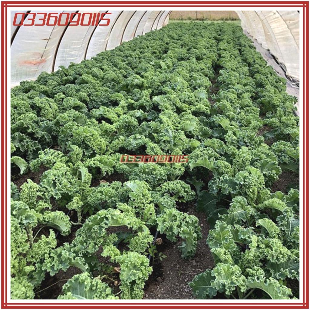 2gam Hạt gióng rau cải lá xoăn kale - hạt giống chất lượng tuyển chọn loại 1