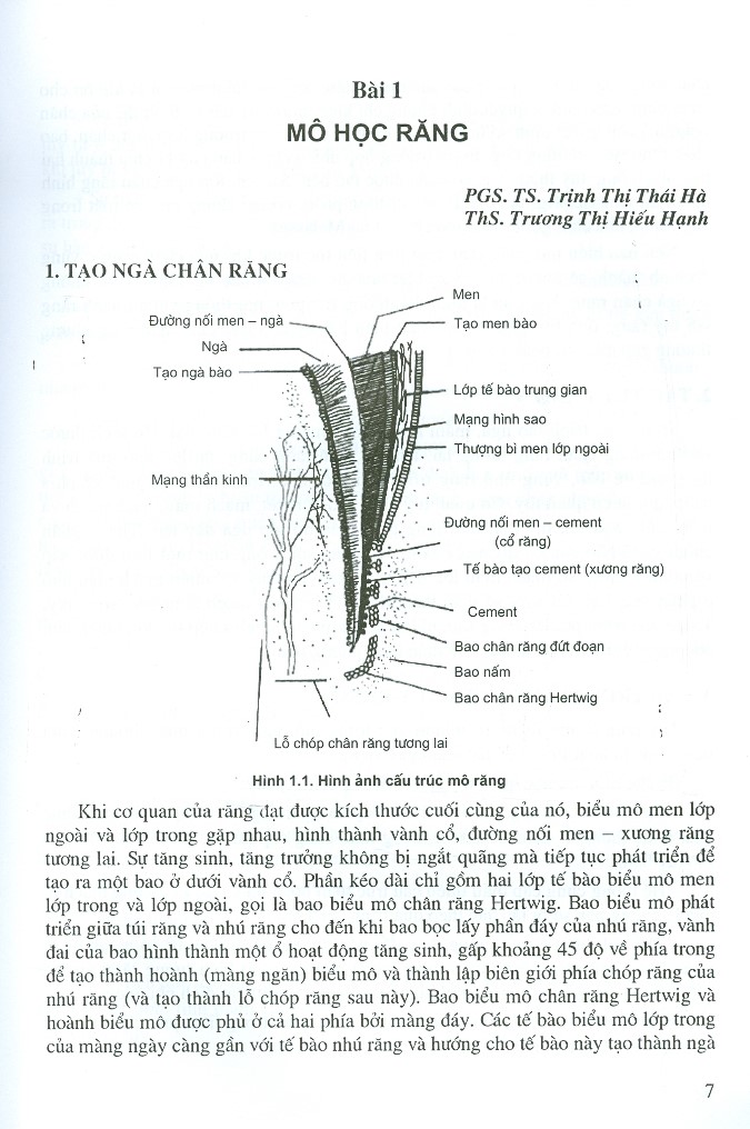 Chữa Răng Và Nội Nha (Dùng Cho Đào Tạo Sau Đại Học)