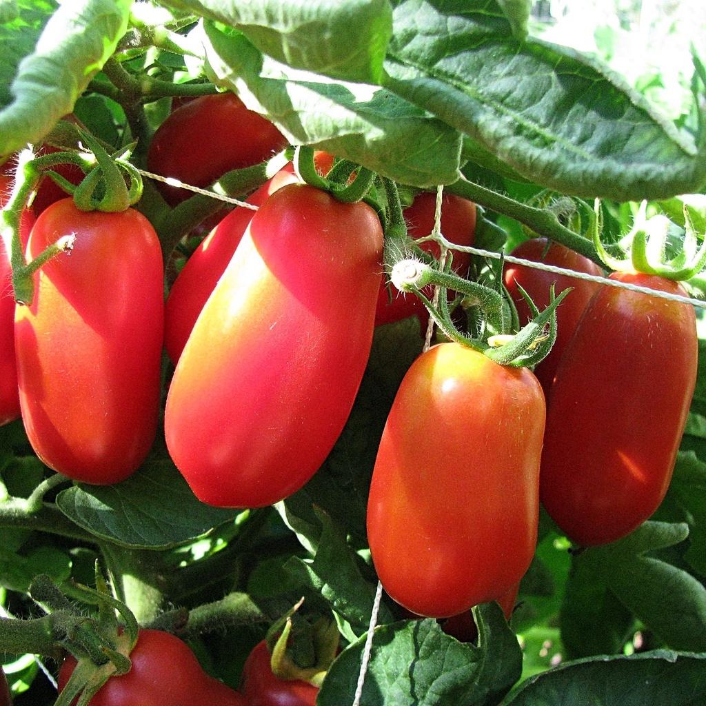 Hạt giống cà chua trái cây Gana 533 - CHỊU NHIỆT DỄ TRỒNG
