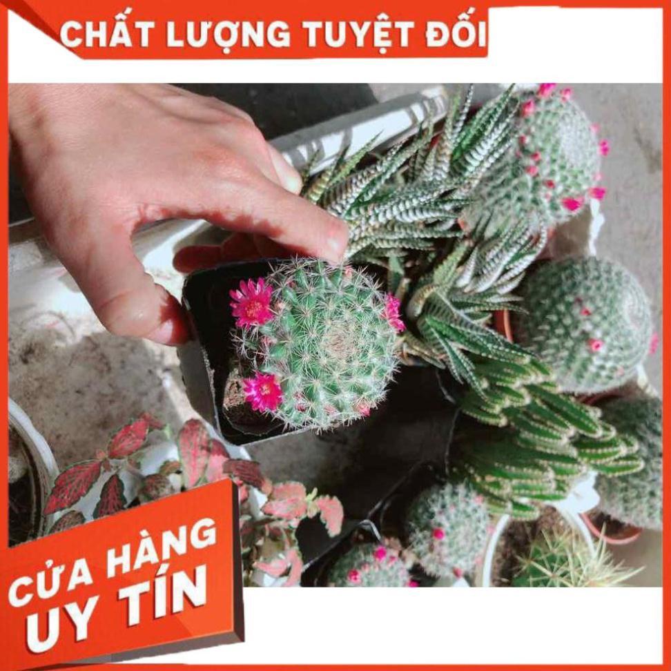 Xương rồng nhỏ có hoa Nhiều Người Mua