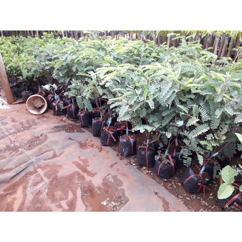Cây giống Me CHUA CAO SẢN *