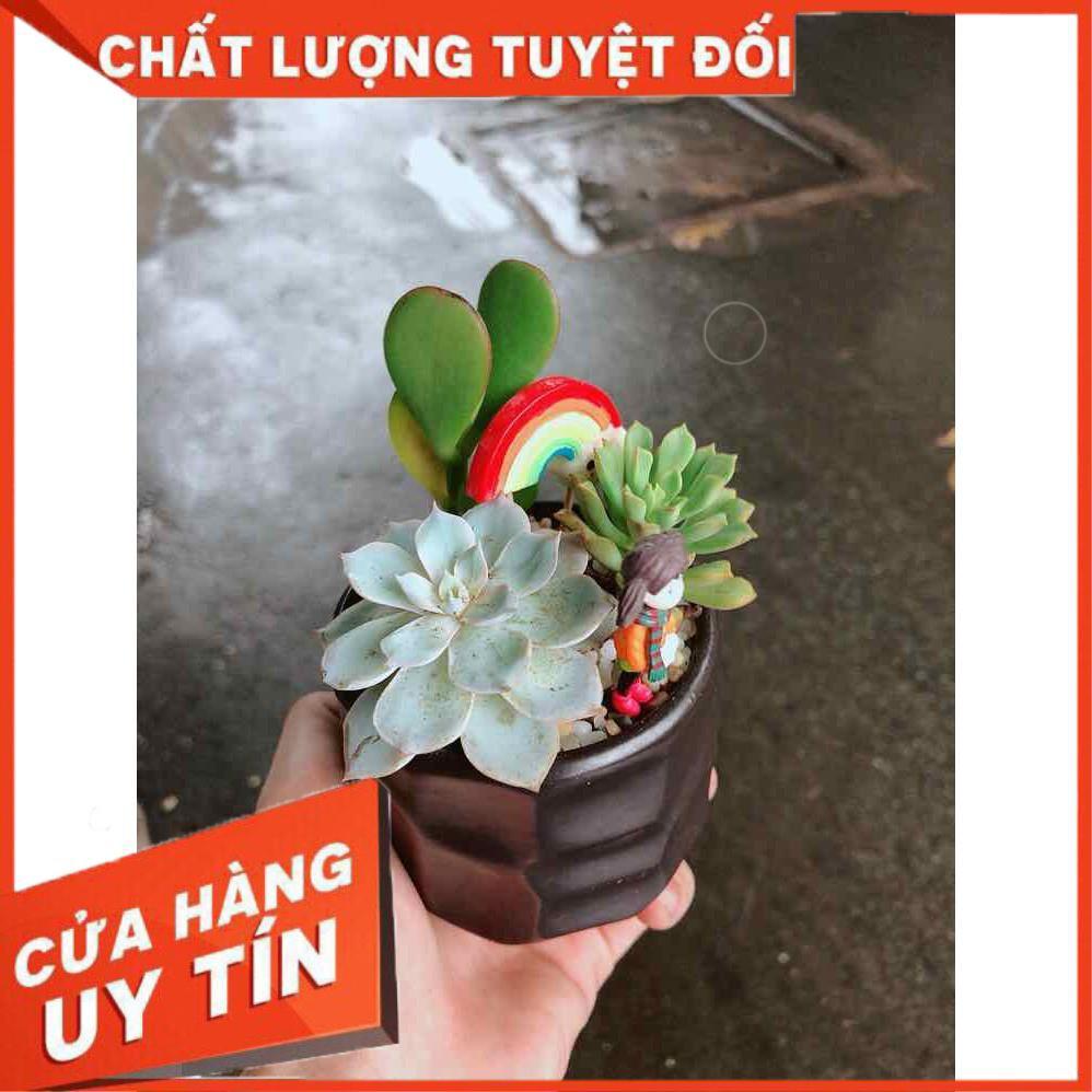 Chậu sen đá tiểu cảnh Nhiều Người Mua