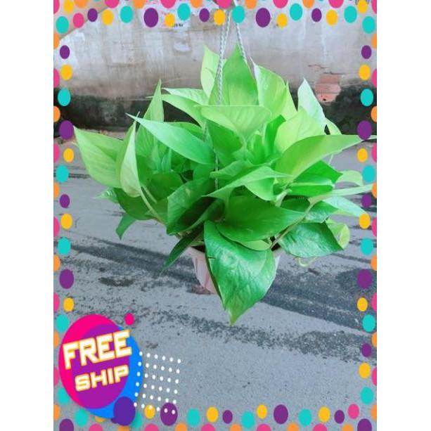 Trầu Bà Thái Vàng Size Đại