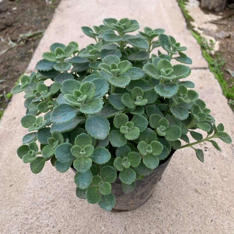 Cây nhất mạt hương cao 15cm, cây tỏa hương thơm nhẹ giúp đuổi muỗi và trang trí sân vườn