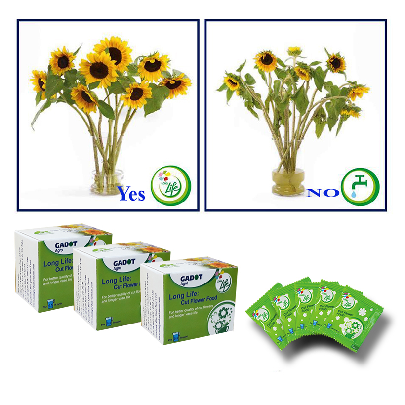 GÓI DƯỠNG HOA TƯƠI LONGLIFE CỦA ISRAEL , GIỮ HOA TƯƠI LÂU GẤP 2 LẦN VÀ 14 NGÀY KHÔNG THAY NƯỚC MỚI
