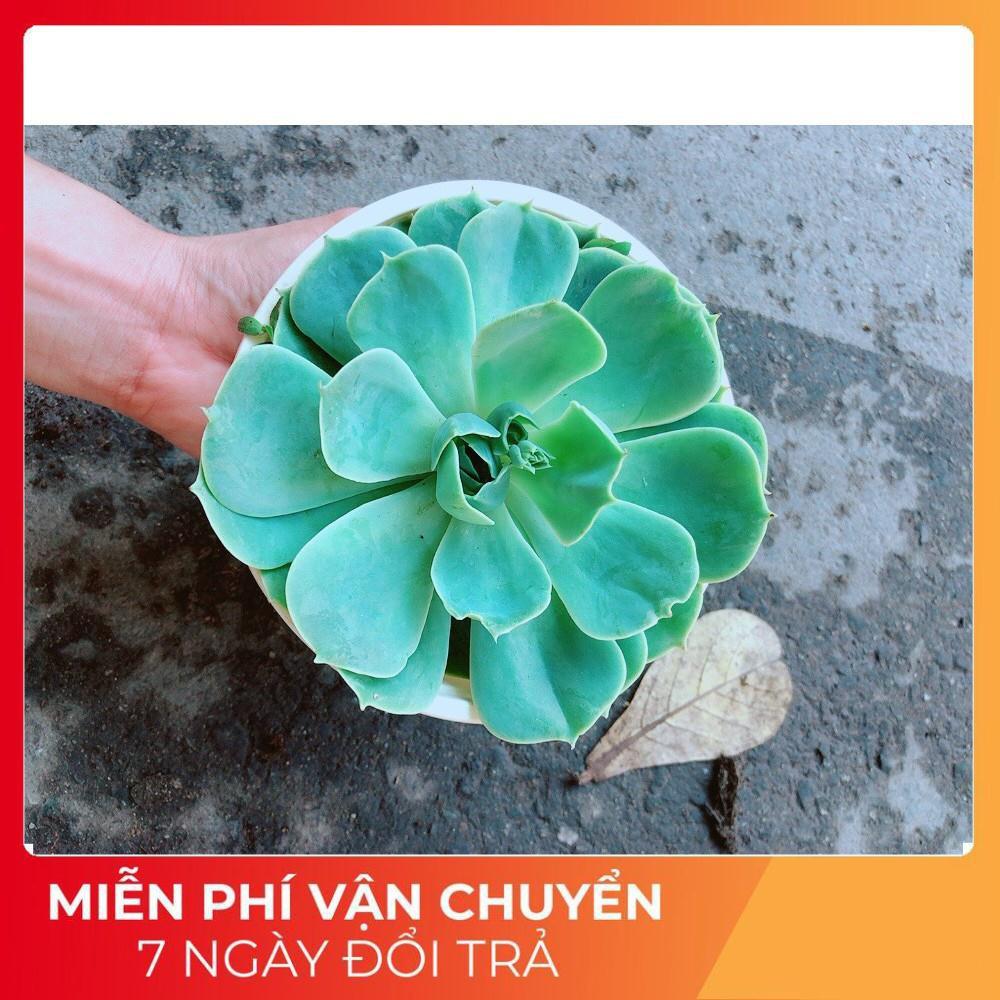 Chậu Sen Đá Xanh Đất Lớn