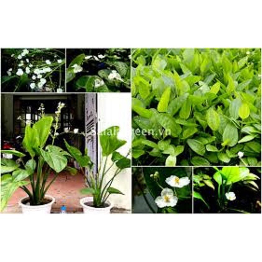 CHẬU CÂY BÁCH THỦY TIÊN MANG LẠI MAY MẮN CHO GIA CHỦ, CỰC DỄ TRỒNG