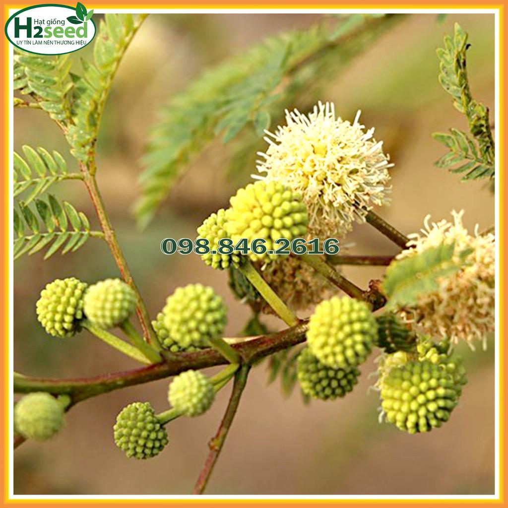 Hạt Giống Keo Dậu - Gói 1kg - Hạt Giống Chất Lượng Cao - Tốt Cho Chăn Nuôi Bò, Cừu, Dê, Thỏ, ...