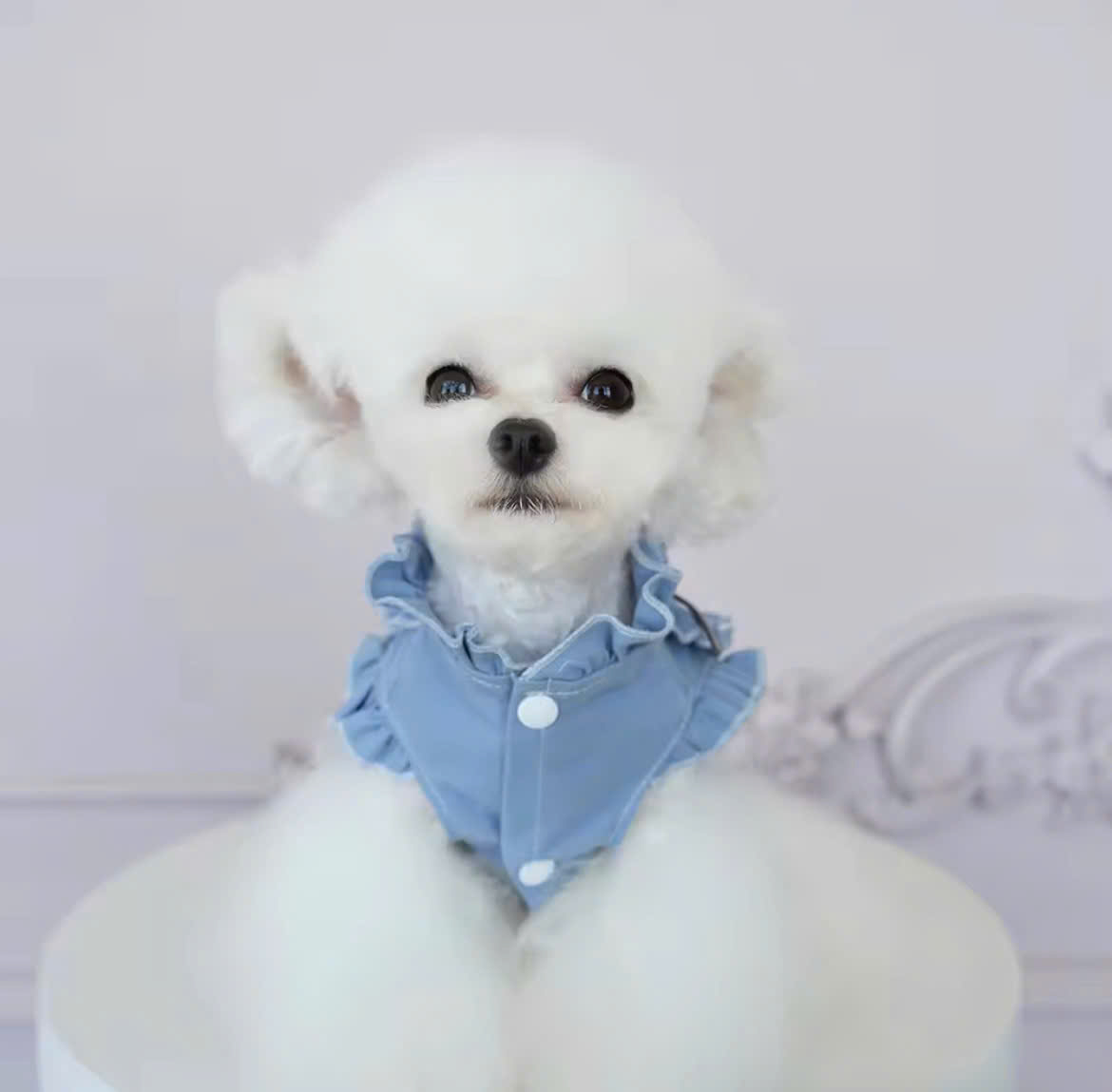 ĐẦM JEAN SANG TRỌNG TỪ 0.2-6.5KG DÀNH CHO THÚ CƯNG CHÓ MÈO