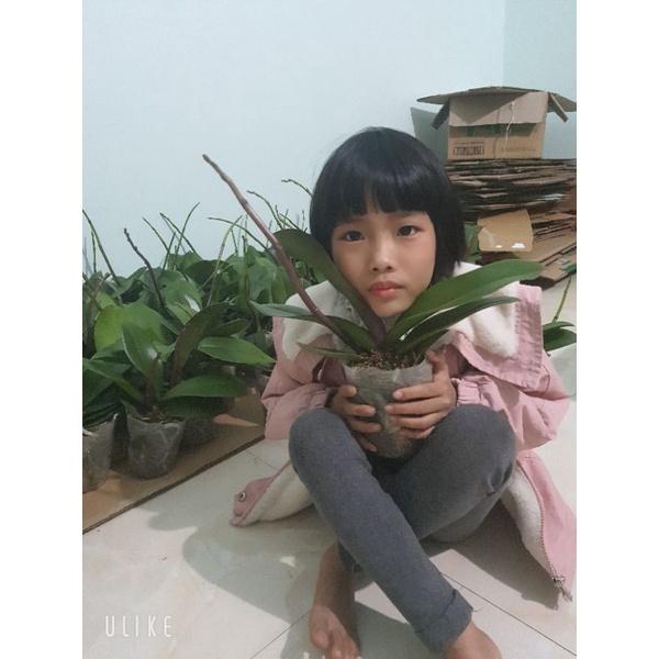 Hồ điệp sẵn cốc 3.5 sẵn ngồng hoa đại có 9 màu