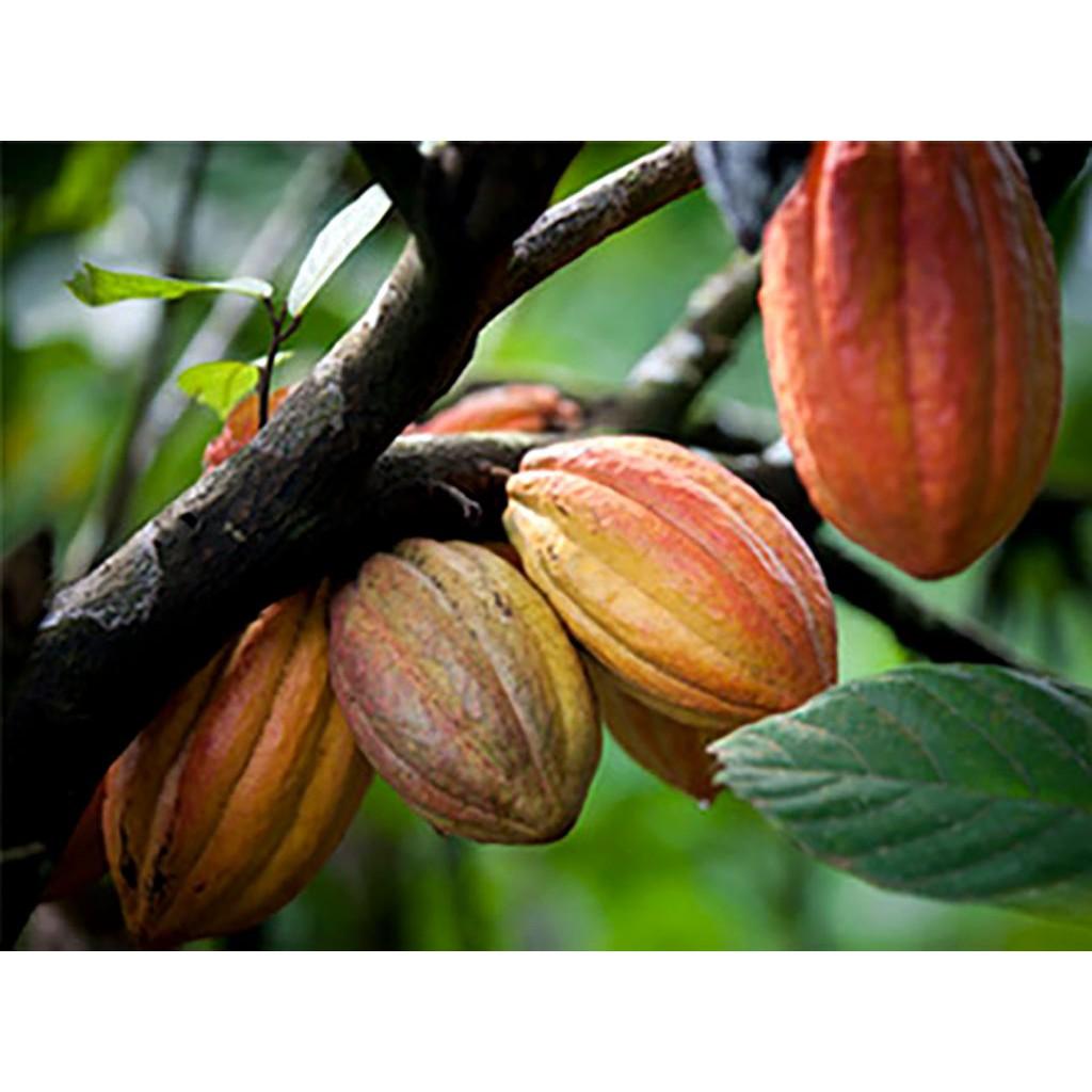 03 gói Bột Cacao Criollo hữu cơ nguyên chất Peru 200g