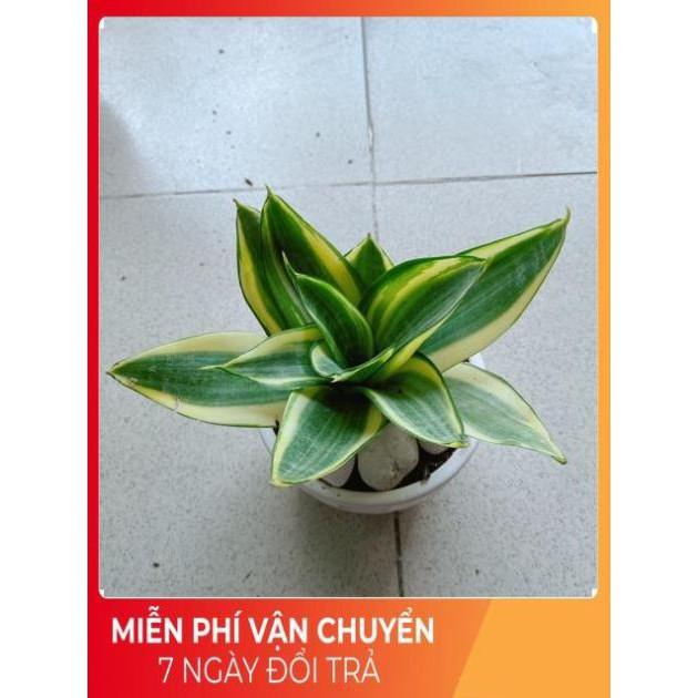 Chậu Lưỡi Hổ Thái Vàng