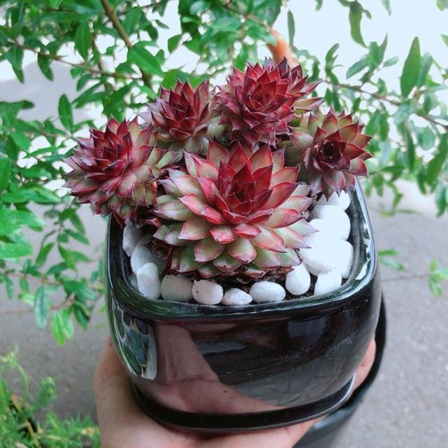 Chậu Cây Phật Bà Đỏ