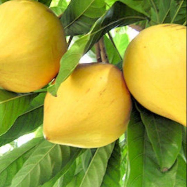Combo 2 cây trứng gà  giống