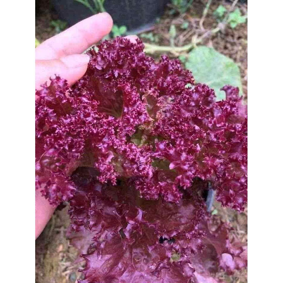 250A GÓI 50 Hạt Giống Rau Xà Lách Đỏ Xoăn Chịu Nhiệt Ruby