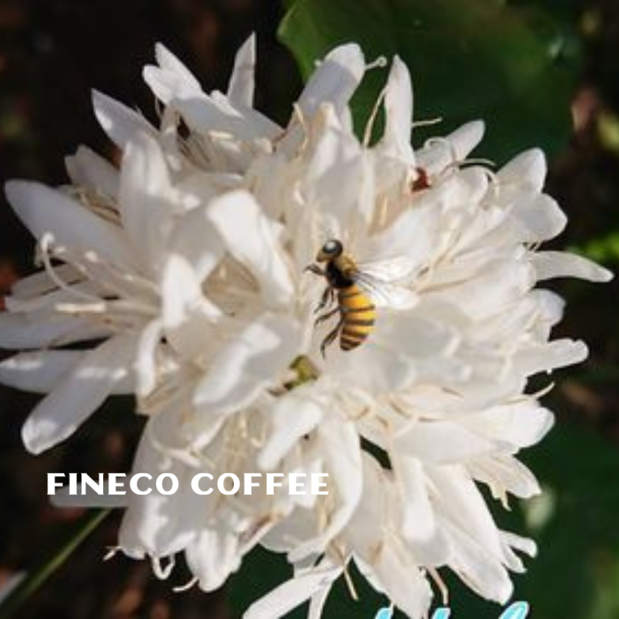 Mật ong hoa cà phê nguyên chất Đắk Lắk, hương vị ngọt ngào của núi rừng Tây Nguyên, Fineco|Hũ thủy tinh 850ml cao cấp dùng để ngâm nghệ, hoa đu đủ|