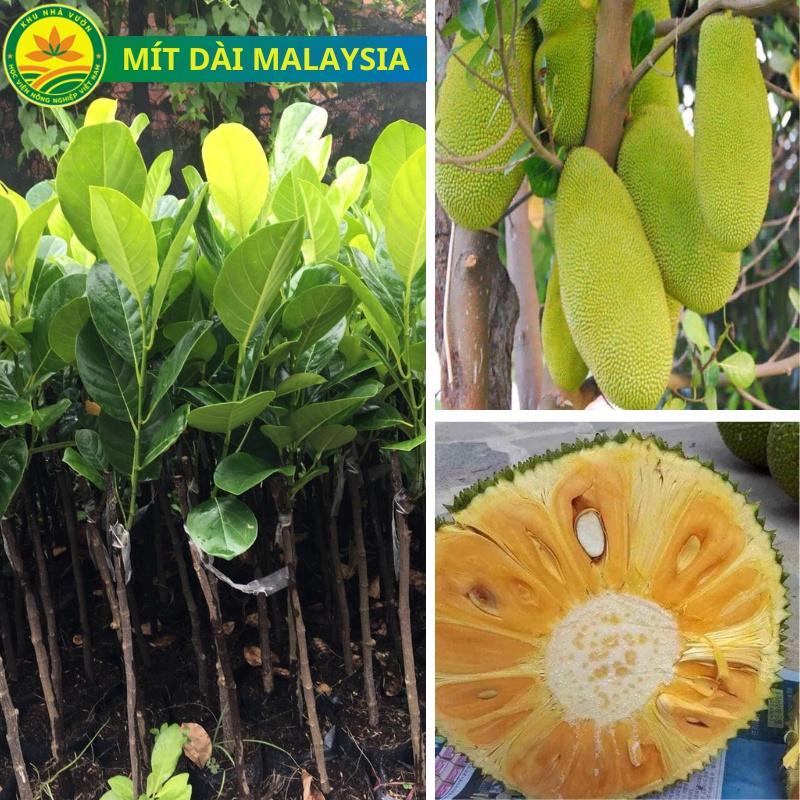 Cây giống mít dài malaysia, cây giống thế hệ mới, cây giống khỏe dễ trồng, quả to dài năng suất cao